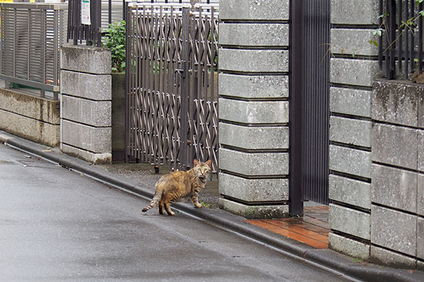 サキちゃん遠くから