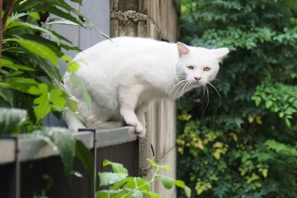 アイスさんアップ