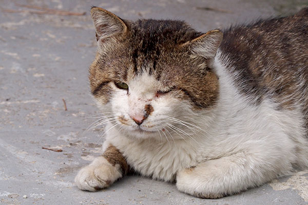 ドンちゃん右手を前に出して腹這い