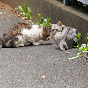 ドンちゃんとシルバ2