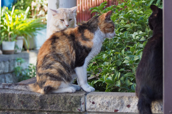 待望のお食事待ち３にゃん