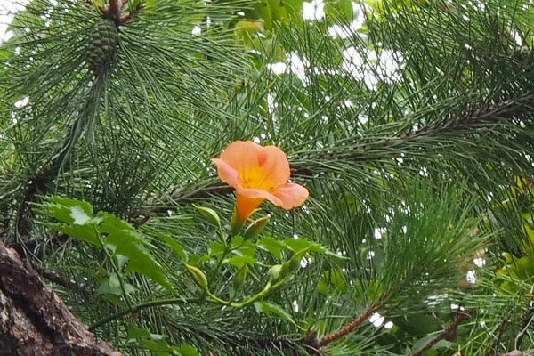 豪邸の松に花