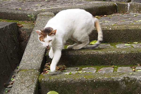 神社に白キジ初対面20150827