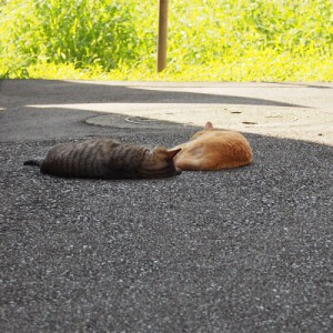 お昼寝するふたり