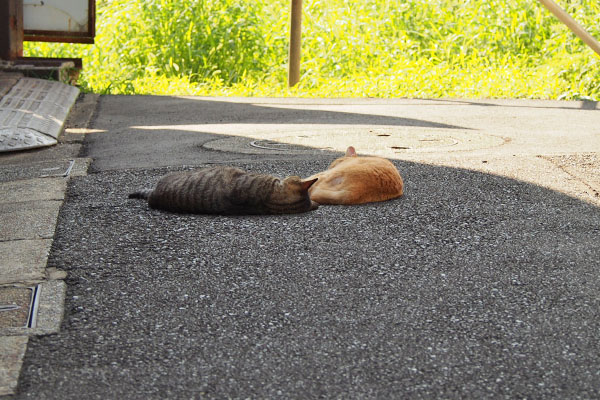 お昼寝するふたり