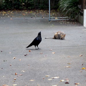 カラスとサキとドンちゃん