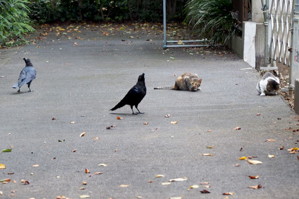 カラスとサキとドンちゃん