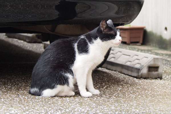 なかむらさんち前 白黒猫多めで神社のキジ白君も