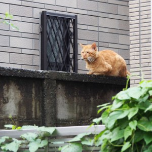コルレ君