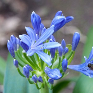 虫と花