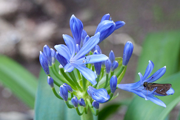 虫と花