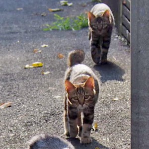 クラタンとマカロン