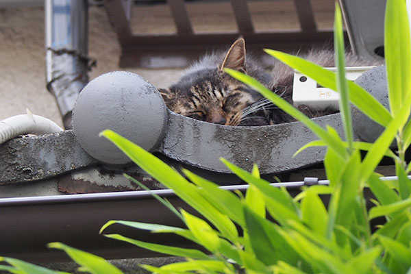 すやすやタッチー屋根の上