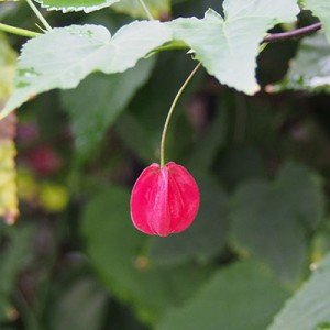 small red flower