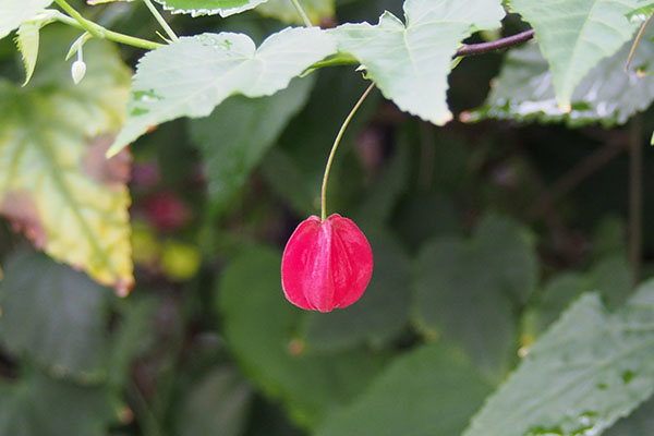 small red flower