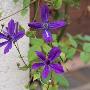 紫の小花