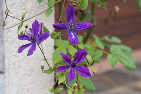 紫の小花