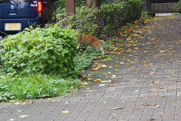 茶白公園猫