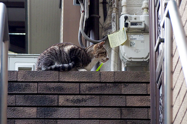 2階のドア前のカイ