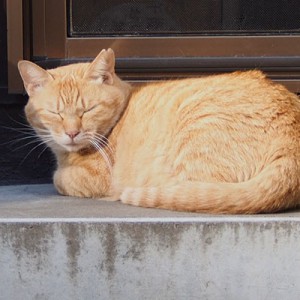 ひまわりむーん