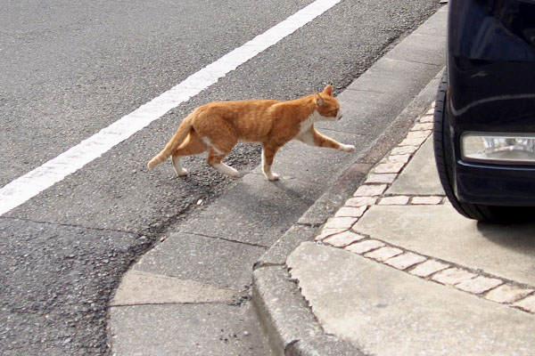 みかんの一歩