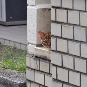 チラッと除くクラタン