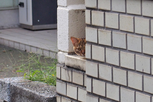 チラッと除くクラタン