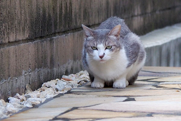 シュガーちんまり