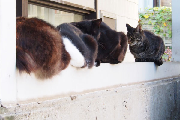 4catsonthewall