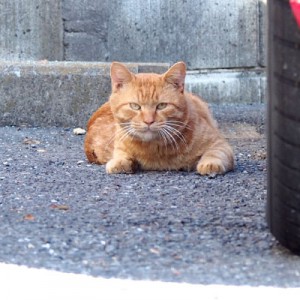 寝起きのボス君