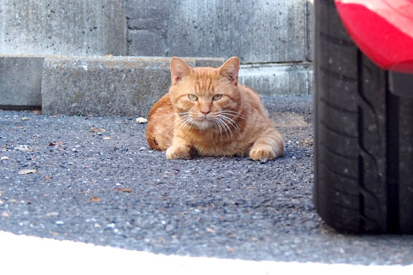 寝起きのボス君