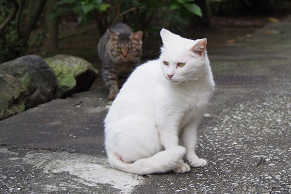 ハクの後ろにタビゾ