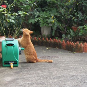 ばらにスリスリ