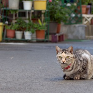 クルミちゃんみっけ