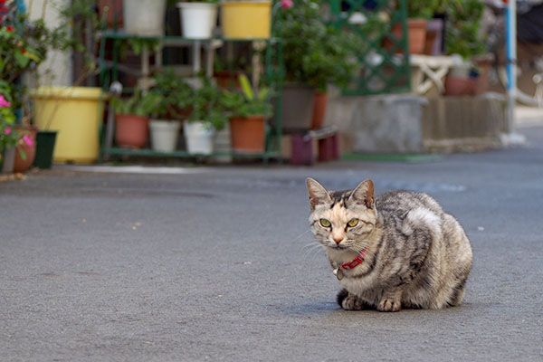 クルミちゃんみっけ