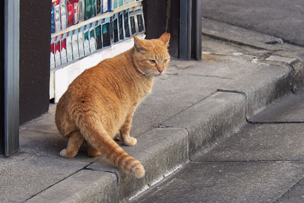 あたふたするひまわり