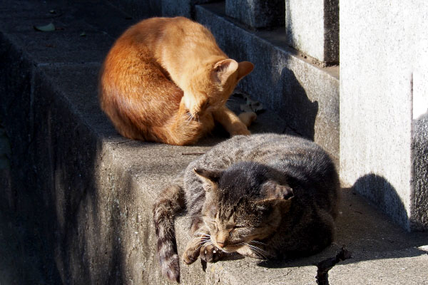 陽だまりのナチャとツキ