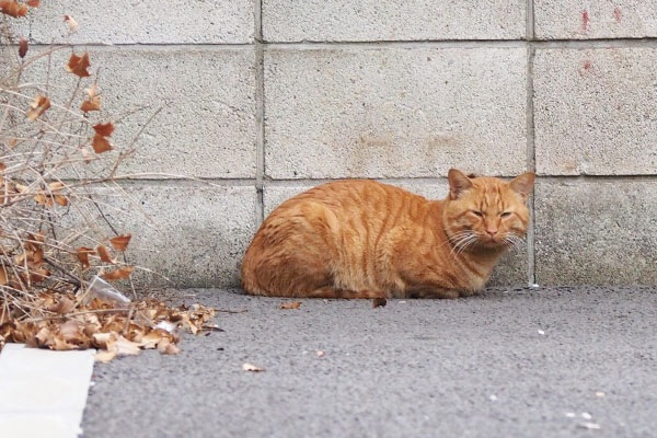 壁の前にトト君