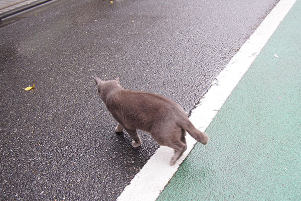 小雨の中歩くロシグレ君