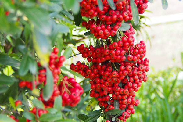 nandina