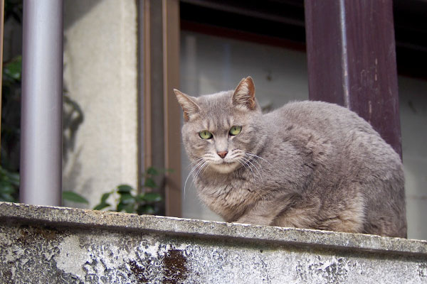 塀の上から監視シピ