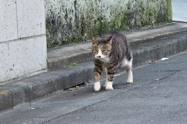 カイ君の面白い顔