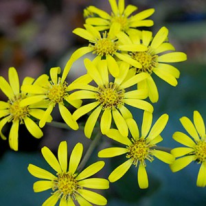 yellows flower