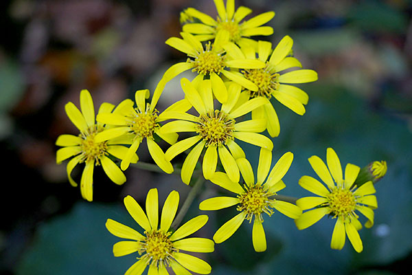 yellows flower