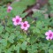 small pink flower