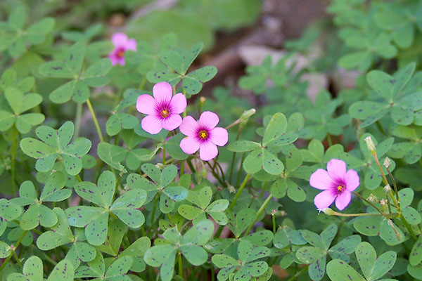 small pink flower