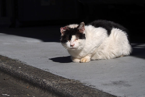 お耳が悲惨な白黒イルちゃん