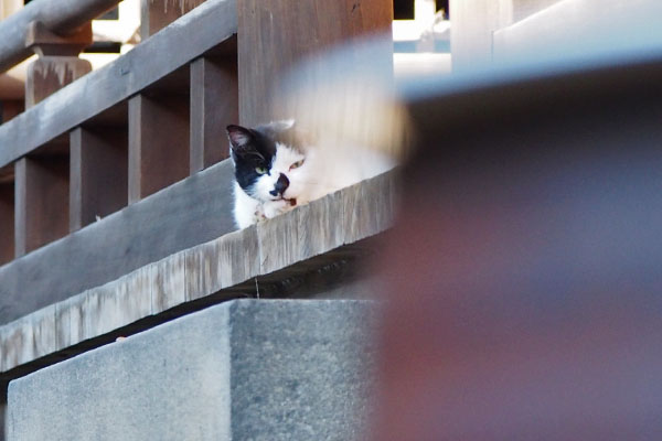 猫侍ポジション