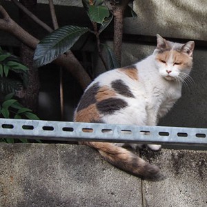 みけ姐塀の上振り向く