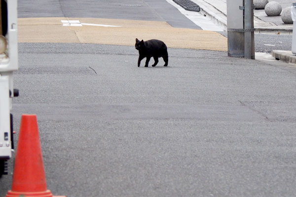 歩く黒猫アカシ